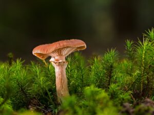 幼児のアトピーに良い善玉菌が多い食材は？