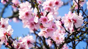 アトピーに効果的なアーモンドの取り入れ方は？