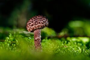 幼児のアトピー改善に効果的な善玉菌サプリは？