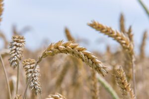 幼児のアトピー改善に向けた小麦除去食のポイントは？